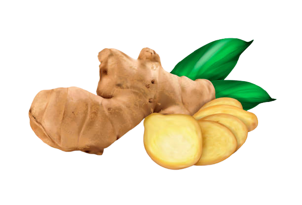 Ginger |export Sri Lanka | Best spices